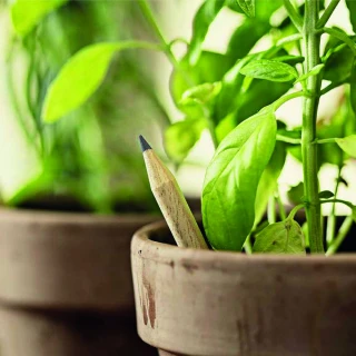 Matita piantabile Sprout