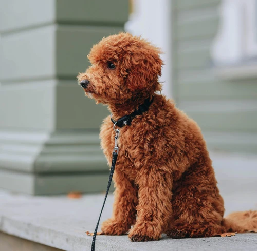 Gadget personalizzati per negozi di animali e pet shop: collari catarifrangenti, porta sacchetti, scodelle e accessori promozionali per cani e gatti